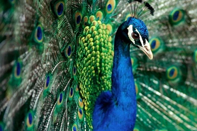Download Peacock Wallpapers In Hd For Desktop