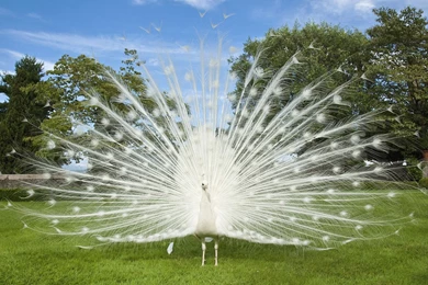 High Definition Peacock Wallpapers For Free Download