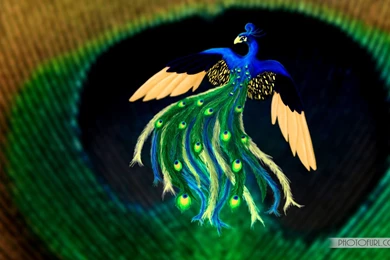 Desktop hd photo peacock bird.jpg