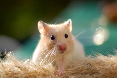 Full HD 1080p Hamster Wallpapers HD, Desktop Backgrounds 1920x1080