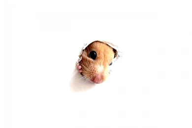 Animals Hamster Peeking Out Of A White Hole Wa
