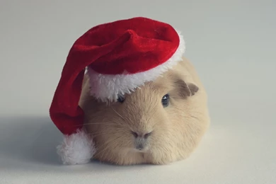 Funny Hamster Wallpapers Free Download