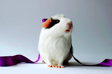 Cute Hamster (id: 195428) – BUZZERG