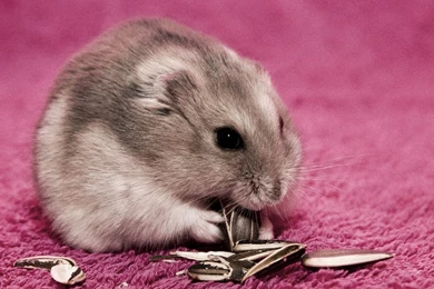 Full HD 1080p Hamster Wallpapers HD, Desktop Backgrounds 1920x1080