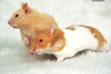 Cute Pet Hamster Wallpapers / Photos8   Wallcoo.net