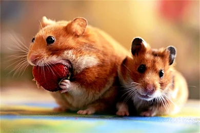 همستر شکمو و تک خور Hamster  گالری جوتیکس