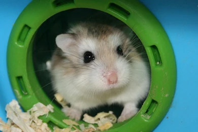 Gallery For   Hamster Wallpapers Computer