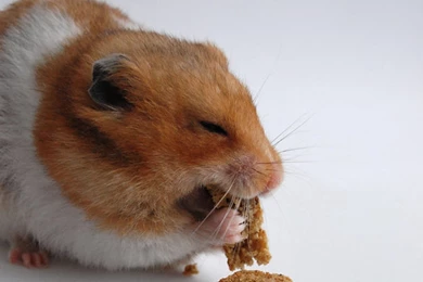 Cute Hamster (id: 200370) – BUZZERG