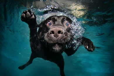 Funny Dog Wallpapers   Wallpapers Cave