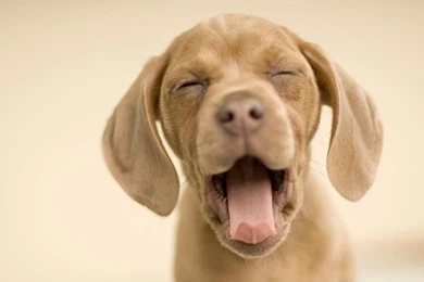 Funny Dog Backgrounds 17 High Resolution Wallpapers   Funnypicture.org