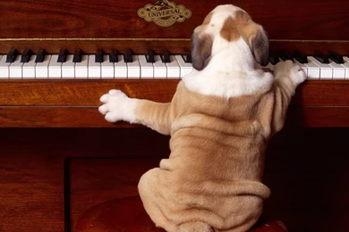 Desktop funny dog wallpapers hd.jpg