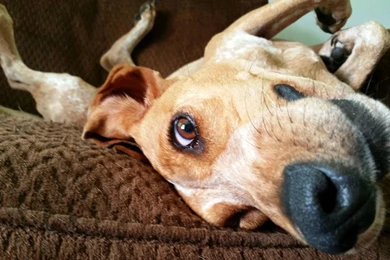 Funny Dog Awesome A19Y AW   KOYPEDIA