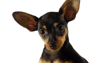 Funny Dog Wallpapers And Images   Wallpapers, Pictures, Photos