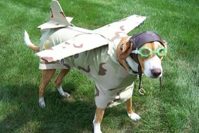 16 Funny Animal People Pictures Cool Funny Wallpapers