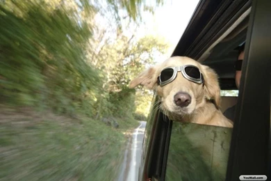 YouWall   Funny Dog Wallpapers   Wallpaper,wallpapers,free ...