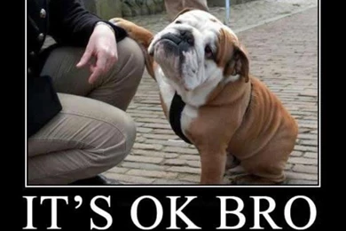 Funny_dog_wallpaper_with_words 5.jpg