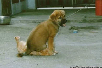 Funny_dog_wallpaper_with_words 2.jpg