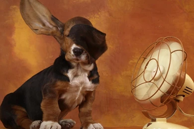 Funny Dog Wallpapers Wallpapers,Other Wallpapers & Pictures Free ...