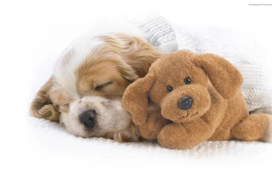 German shepherd puppy