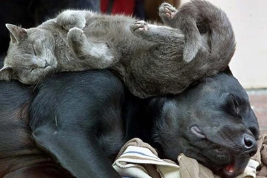 Gallery For   Funny Cats And Dogs Wallpapers