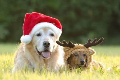 Gallery For   Xmas Dogs Wallpapers