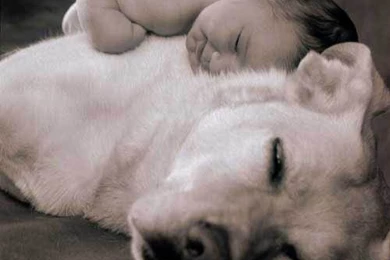 Funny Dog Pictures, Funny Dog Wallpapers, Funny Dog Photos ...