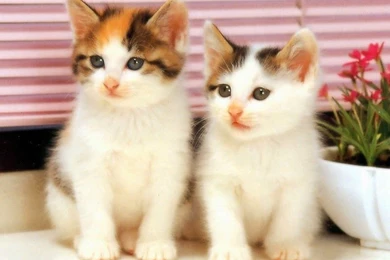 Cute Cat WallPapers Free Download