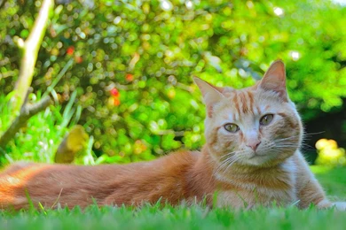 Hd Cat Wallpapers, Free Cat Images, Animals, Pets, Pussycats, Cat ...