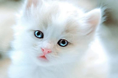 Free Cat Wallpapers Hd