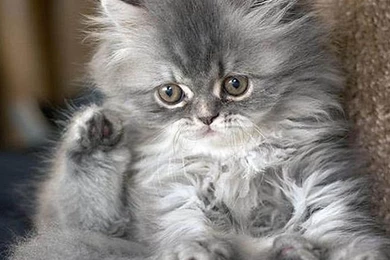 Hd Cat Wallpapers, Free Cat Images, Claw, Hairy, Animals, Animal ...