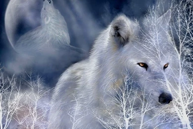 White Wolf Wallpapers   All Wallpapers New