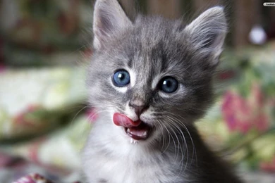 Gallery For   Baby Cats Wallpapers