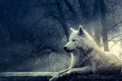 Fantasy Original Art Artistic Artwork Wolf Wolves Wallpapers ...