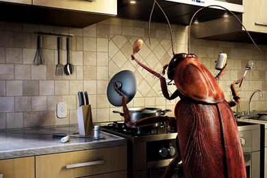 Insect Cooking Wallpapers   Funny Wallpapers
