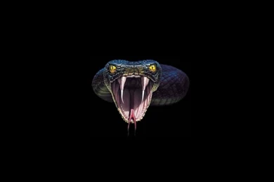 Gallery For   Black King Cobra Snake Wallpapers