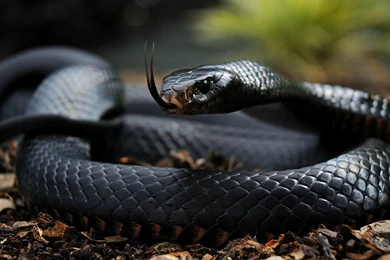 Black Mamba Snake Wallpapers   , New Wallpapers, New Wallpapers