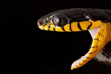 Juvenile black snake