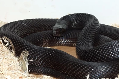Black Mamba Snake Wallpapers   , New Wallpapers, New Wallpapers