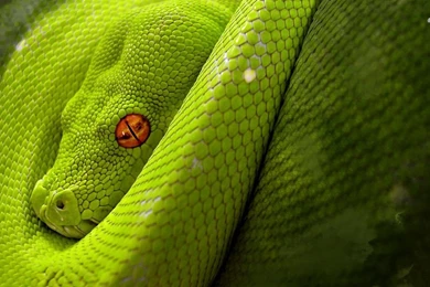 Snake Wallpapers   Animal Wallpapers