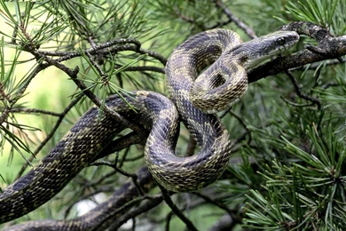 Snakes HD Desktop Wallpapers   Universal Unique Tubes