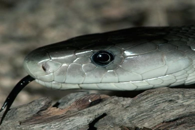 High Definition Snake Wallpapers For Free Download