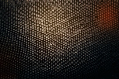 Gallery For   Black Snakeskin Wallpapers