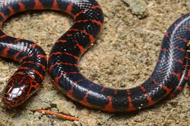 Exotic Snake Wallpapers