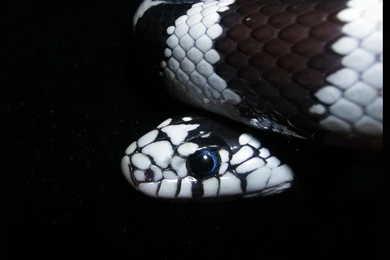 King Snake By Chepper On DeviantArt