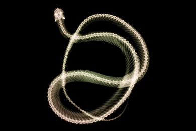 Download Snakes Black Wallpapers 1920x1080