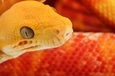 Download Cobra Snake Wallpapers For Android