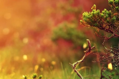 Nature Wallpapers For Mobile Phones