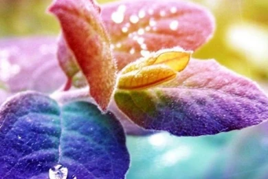 Nature Flowers Mobile Wallpapers   Mobiles Wall