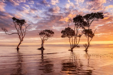 Hd Nature Images, Organic, Plants, Windows Nature Wallpapers ...