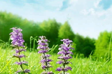 Free Download Nature Wallpapers For Mobile   Wallpapers HD Wide